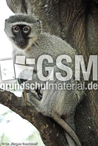 Grüne Meerkatzen (11 von 67).jpg